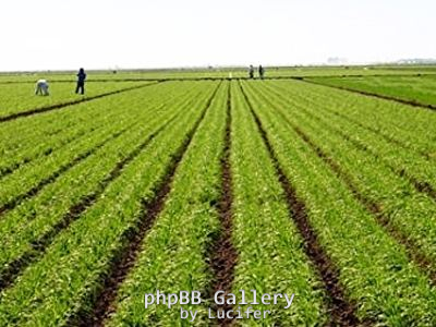 agrotokaliergeia