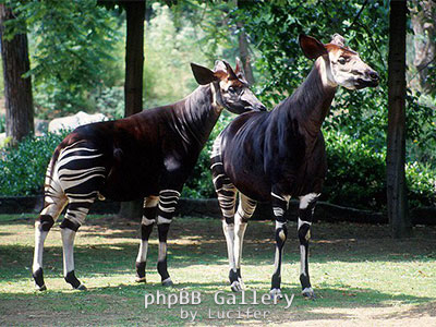 okapi